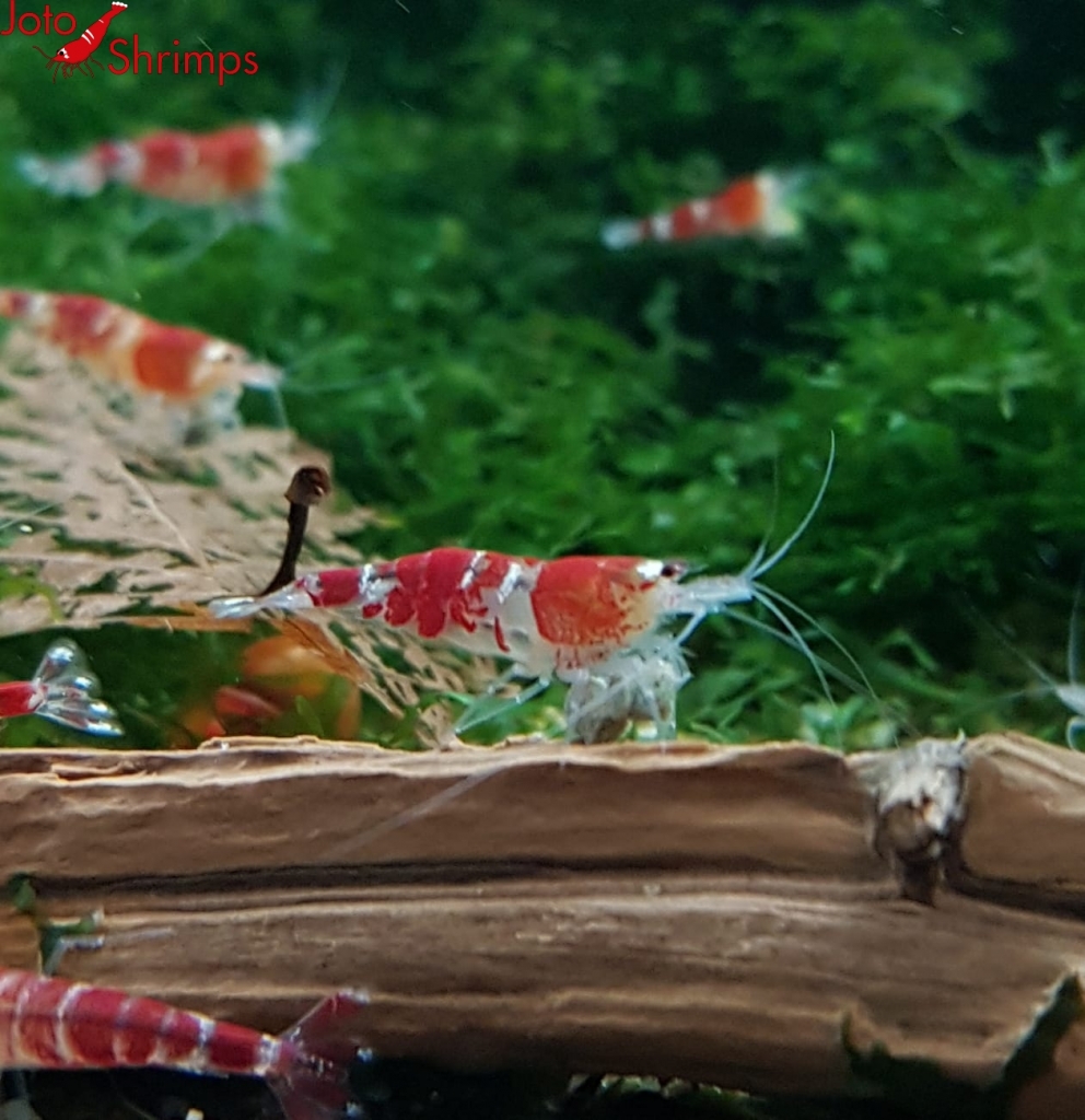 Crystal Red